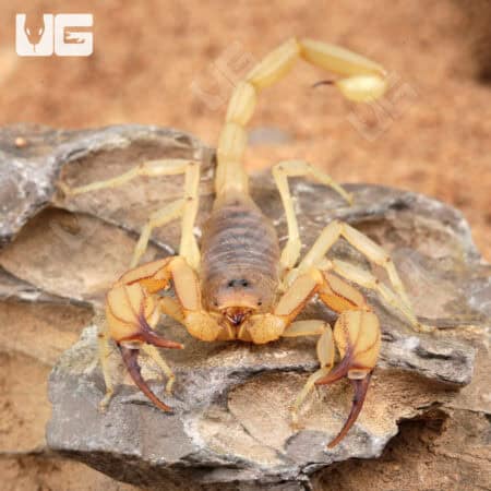 Rock Scorpions For Sale - Underground Reptiles