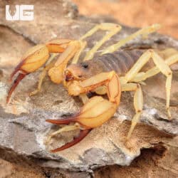 Rock Scorpions For Sale - Underground Reptiles