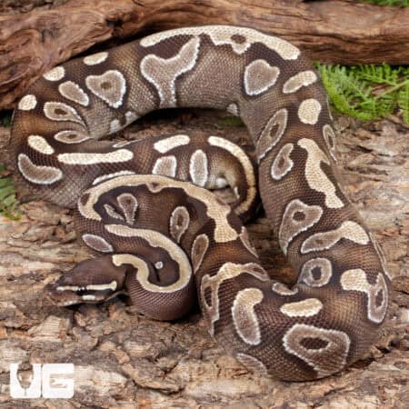 Female Scaleless Head Mojave Ball Python #A5 For Sale - Underground Reptiles