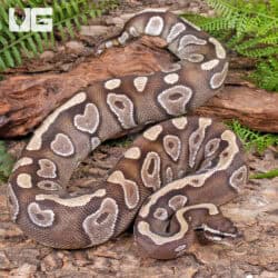 Female Scaleless Head Mojave Ball Python #A5 For Sale - Underground Reptiles