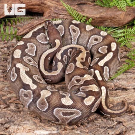 Female Scaleless Head Mojave Ball Python #A5 For Sale - Underground Reptiles