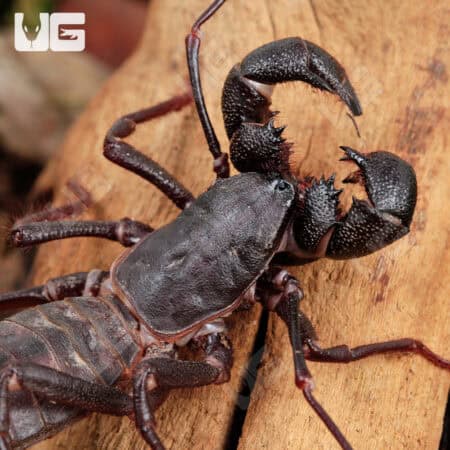 Sonoran Vinegaroon For Sale - Underground Reptiles