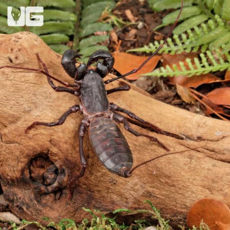 Sonoran Vinegaroon For Sale - Underground Reptiles