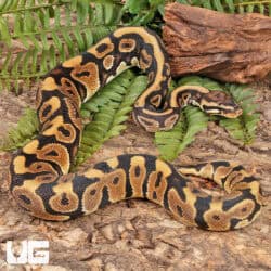 Spotnose Het Clown Ball Python For Sale - Underground Reptiles