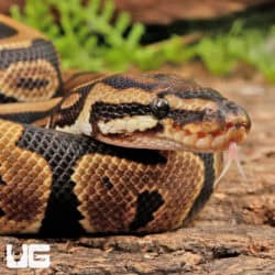 Spotnose Het Clown Ball Python For Sale - Underground Reptiles