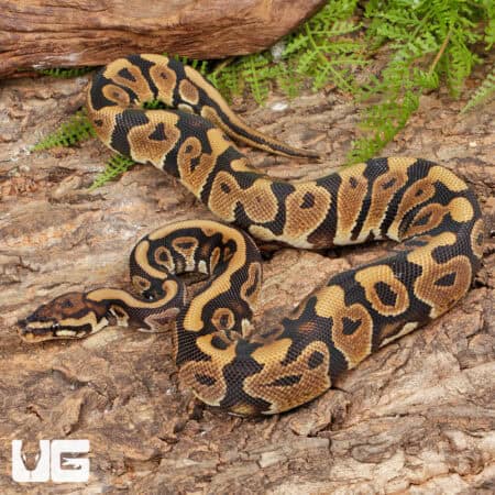Spotnose Het Clown Ball Python For Sale - Underground Reptiles