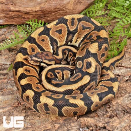 Spotnose Het Clown Ball Python For Sale - Underground Reptiles