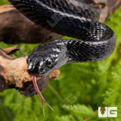 Sulawesi Mangrove Snakes For Sale - Underground Reptiles