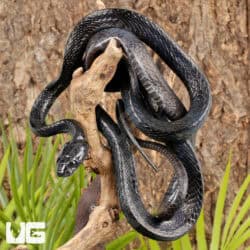 Sulawesi Mangrove Snakes For Sale - Underground Reptiles