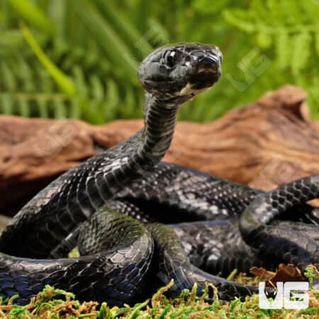 Sulawesi Mangrove Snakes For Sale - Underground Reptiles