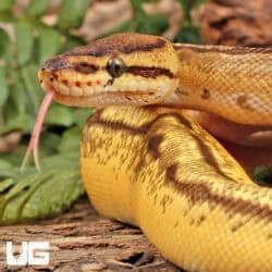 Super Orange Dream Enchi Ball Python For Sale - Underground Reptiles