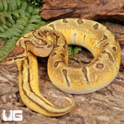 Super Orange Dream Enchi Ball Python For Sale - Underground Reptiles