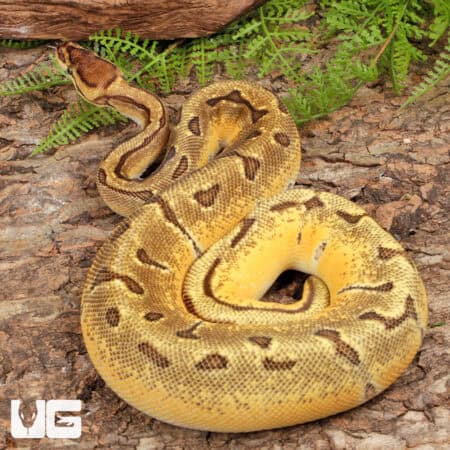 Super Orange Dream Enchi Ball Python For Sale - Underground Reptiles