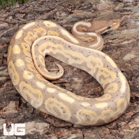 Banana Black Pastel Ball Python For Sale - Underground Reptiles