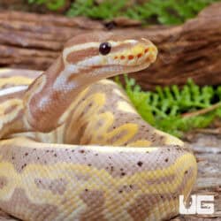 Banana Black Pastel Ball Python For Sale - Underground Reptiles