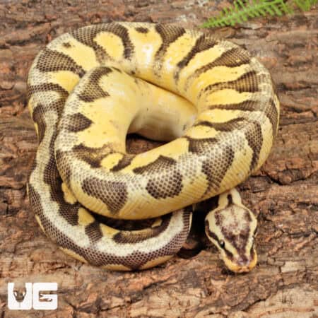 Yearling Pastel Orange Dream Calico Ball Python For Sale - Underground Reptiles