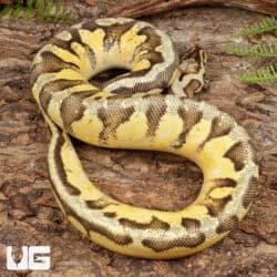 Yearling Pastel Orange Dream Calico Ball Python For Sale - Underground Reptiles