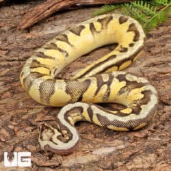 Yearling Pastel Orange Dream Calico Ball Python For Sale - Underground Reptiles