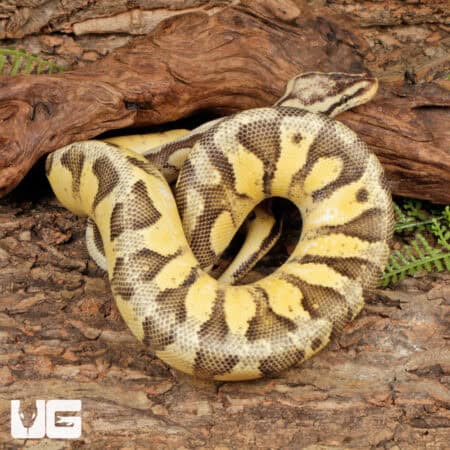 Yearling Pastel Orange Dream Calico Ball Python For Sale - Underground Reptiles