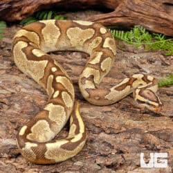 Super Enchi Fire Ball Python For Sale - Underground Reptiles