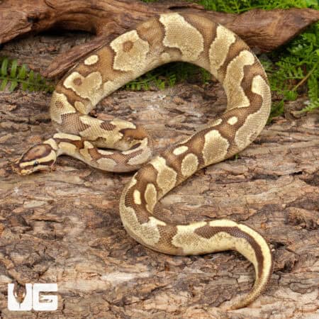Super Enchi Fire Ball Python For Sale - Underground Reptiles