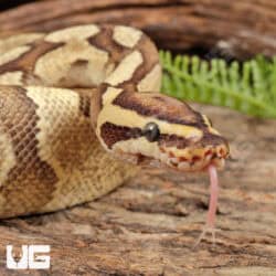 Super Enchi Fire Ball Python For Sale - Underground Reptiles