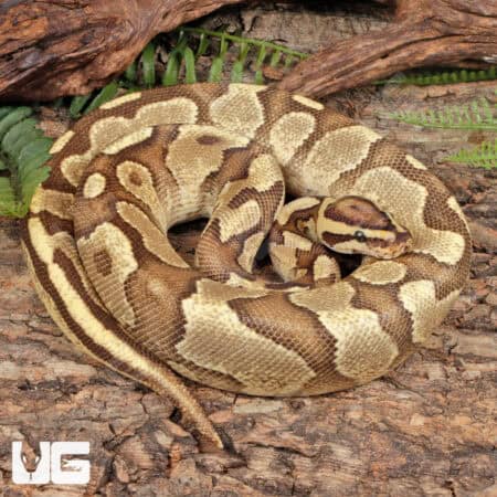 Super Enchi Fire Ball Python For Sale - Underground Reptiles