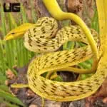 Hypo Asian Vine Snakes For Sale - Underground Reptiles