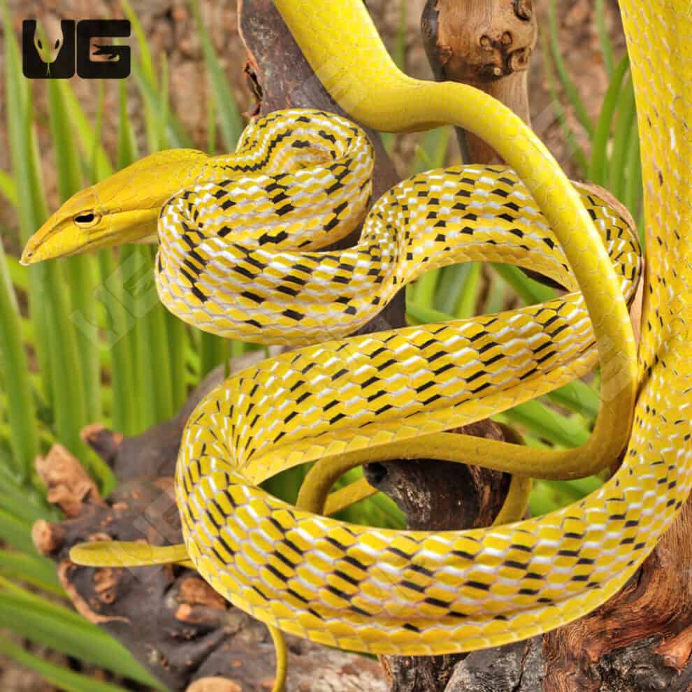 Hypo Asian Vine Snakes For Sale - Underground Reptiles