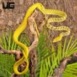 Hypo Asian Vine Snakes For Sale - Underground Reptiles