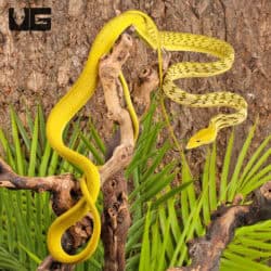 Hypo Asian Vine Snakes For Sale - Underground Reptiles