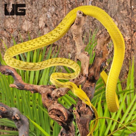 Hypo Asian Vine Snakes For Sale - Underground Reptiles