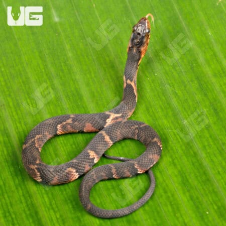 Baby Broad Banded Water Snake For Sale - Underground Reptiles