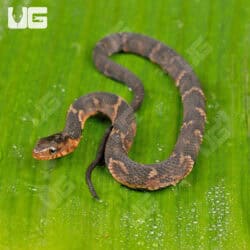 Baby Broad Banded Water Snake For Sale - Underground Reptiles