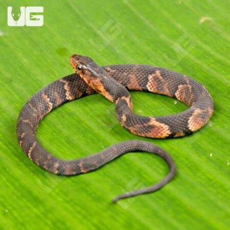 Baby Broad Banded Water Snake For Sale - Underground Reptiles