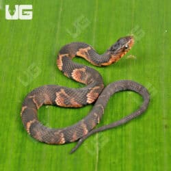 Baby Broad Banded Water Snake For Sale - Underground Reptiles