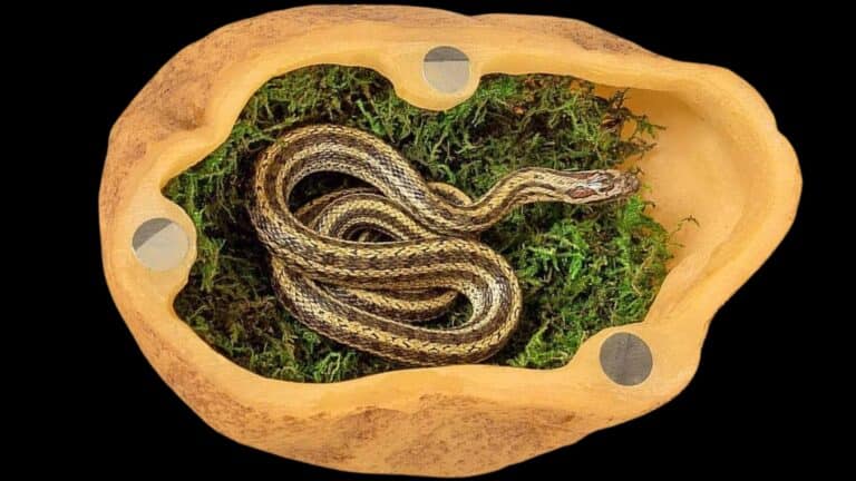 Ball Python in a wooden enclosure with moss and hiding spots.