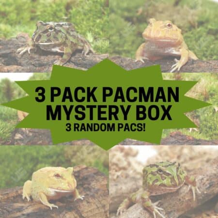 Pacman frogs in various colors and patterns for sale.