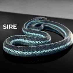 Electric Blue Garter Snakes For Sale - Underground Reptiles