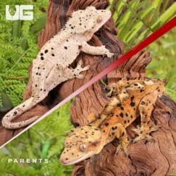 Baby Inkspot Crested Geckos For Sale - Underground Reptiles