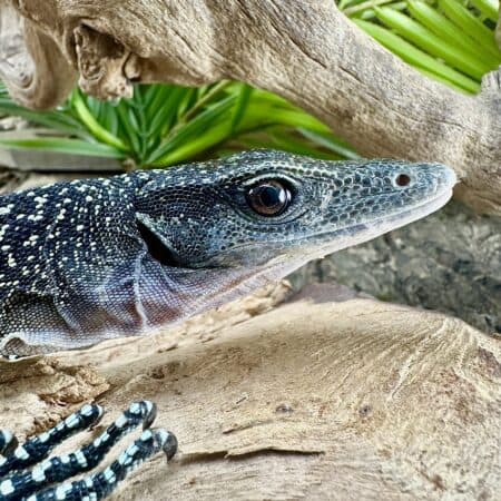 Peach Throat Monitors For Sale - Underground Reptiles