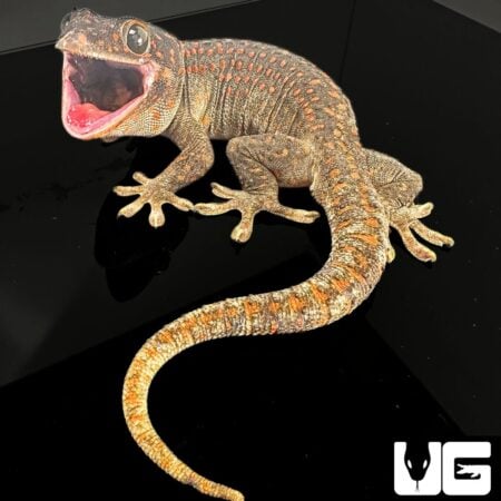 Adult Male Candy Button Tokay Geckos for sale - Underground Reptiles