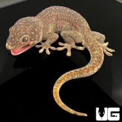 Adult Male Candy Button Tokay Geckos for sale - Underground Reptiles