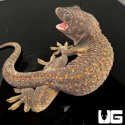 Adult Male Candy Button Tokay Geckos for sale - Underground Reptiles