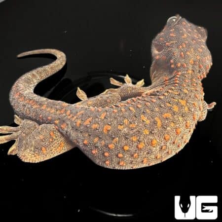 Adult Male Candy Button Tokay Geckos for sale - Underground Reptiles