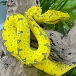 Yearling Manokwari Green Tree Pythons For Sale - Underground Reptiles