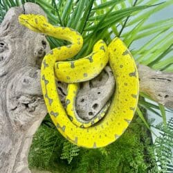 Yearling Manokwari Green Tree Pythons For Sale - Underground Reptiles