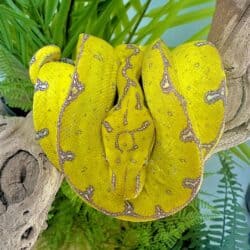 Yearling Manokwari Green Tree Pythons For Sale - Underground Reptiles