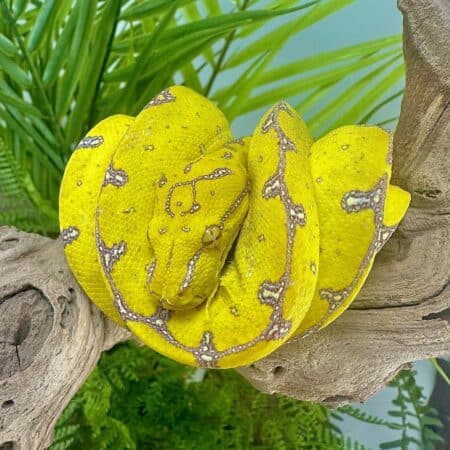 Yearling Manokwari Green Tree Pythons For Sale - Underground Reptiles