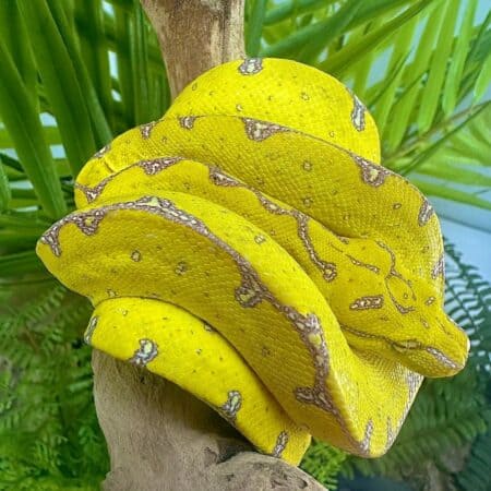 Yearling Manokwari Green Tree Pythons For Sale - Underground Reptiles